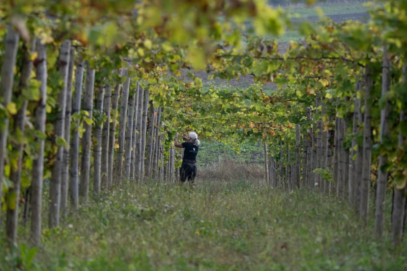 Privat rundvisning & smagning